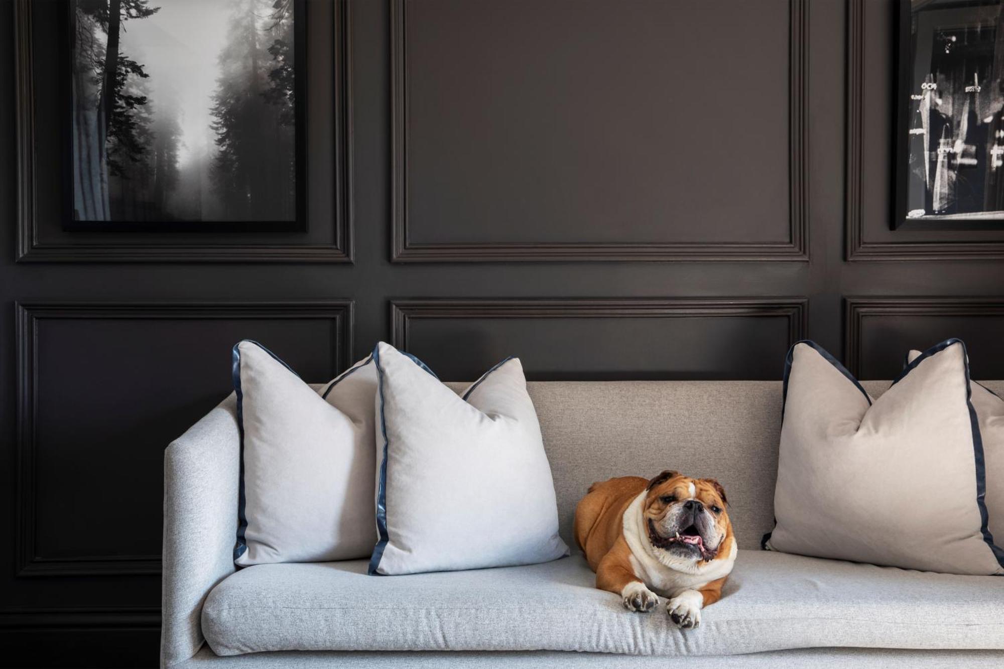 Seven Villa Hotel & Spa Johannesburg Eksteriør bilde A dog on a sofa